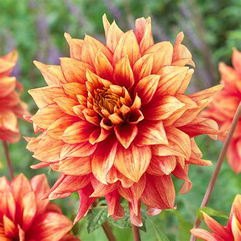 Dazzling Magic Dahlias: A Love Story Between Gardeners and Nature's Gems